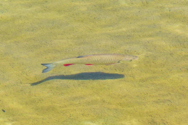 Los Peces Con Aletas Rojas Nadan Aguas Cristalinas Del Lago — Foto de Stock