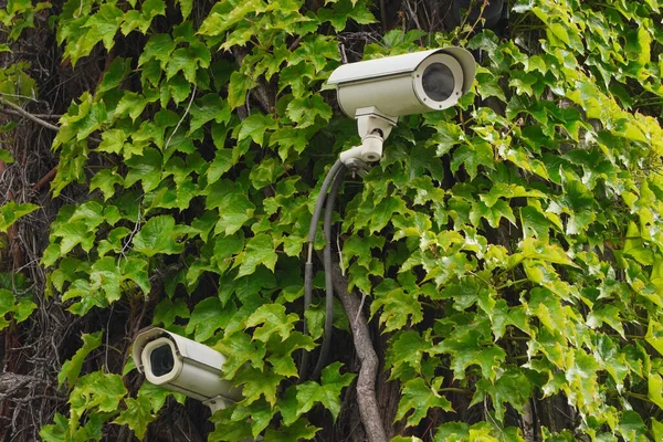 Two cameras CCTV on facade of building with green leaves on street, security in the city. Covert shooting of what is happening. Modern technologies and equipment