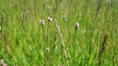 Grass is green and the ears of corn in the wind. Plants in the wild. Landscape. Macro. Sunny day. 4k video