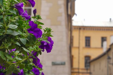 Arka plan deseni Violet Petunia eski caddede. Yıllık yaz çiçekleri şehir sokaklarında, çiçek yataklarında ya da bahçelerde balkonlar ya da vazolar için yakın çekim.