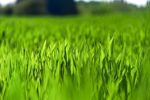 Juicy Green Spring Grass Abstract Summer Background Texture Colorful Green — Stock Photo, Image