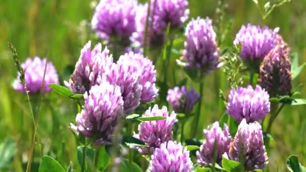Τριφύλλι Λουλούδια Ανάμεσα Στο Πράσινο Γρασίδι Στον Άνεμο Μια Ηλιόλουστη — Αρχείο Βίντεο