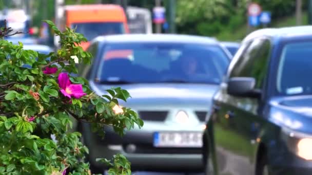 Rosehip Bush Różowymi Kwiatami Rośnie Pobliżu Ruchliwej Ulicy Miasta Rośliny — Wideo stockowe