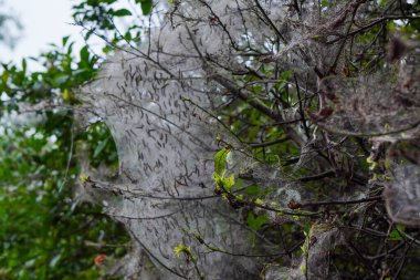 Aporia Crataegi, ermin güvesi, güve ve halkalı ve çingene güvesi. Ağaçta ağda bir sürü tırtıl var. Bitki haşeresi, tedavi ve ağaçların böceklerden korunması