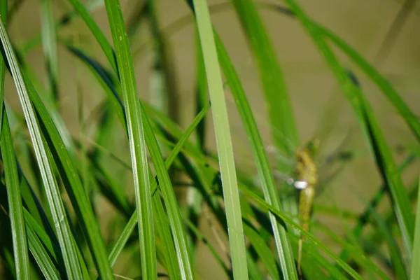 Libélula Verde Claro Está Sentado Prado Grama Verde Suculento Brilhante — Fotografia de Stock