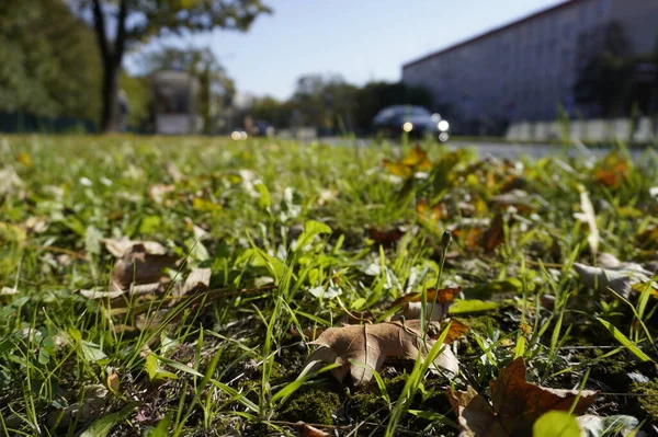 Dry Yellow Leaves Lie Paving Slabs Feet Passers Change Seasons — Stock Photo, Image