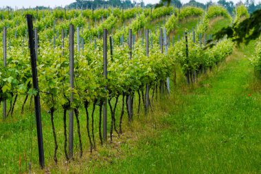 Bahar mevsiminde taze üzüm bağları, kırsalda şaraphane. Dağlar, Polonya manzarası, Krakow. Bitki örtüsü, Avrupa.