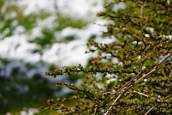 Primeira Neve Branca Grama Ainda Verde Dia Ensolarado Outono Primavera — Fotografia de Stock