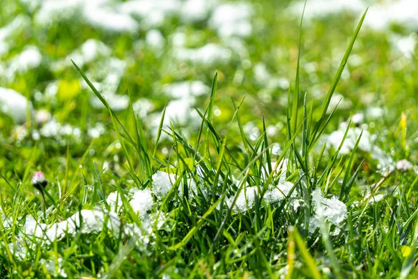 Primeira Neve Branca Grama Ainda Verde Dia Ensolarado Outono Primavera — Fotografia de Stock