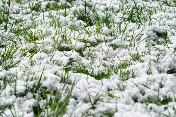 Πρώτο Λευκό Χιόνι Ακόμα Πράσινο Γρασίδι Την Ηλιόλουστη Μέρα Φθινόπωρο — Φωτογραφία Αρχείου