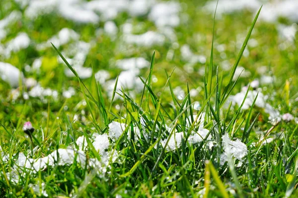 Primeira Neve Branca Grama Ainda Verde Dia Ensolarado Outono Primavera — Fotografia de Stock