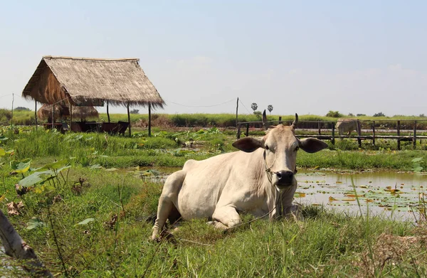 Weiße Kuh Auf Lotusfarm Siem Erntet Kambodscha — Stockfoto
