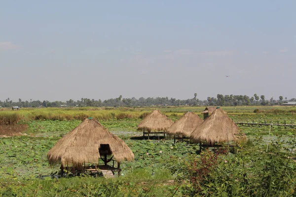 Lotus Bauernhöfe Kambodscha — Stockfoto