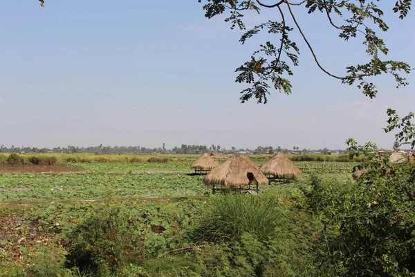 Lotus büyüyen çiftlik Kamboçya