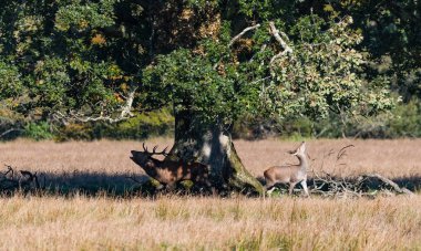 Kırmızı geyik geyik ve büyük bir eski ağaç durring Killarney Milli Parkı sezonunda çiftleşme altında genç doe