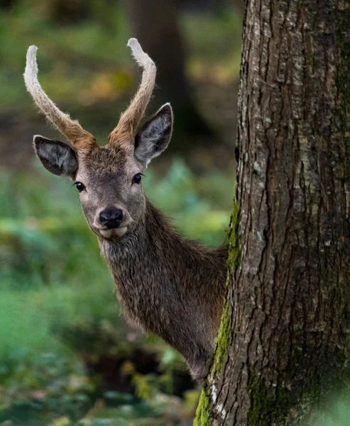 Jovem Veado Vermelho Saindo Atrás Uma Árvore Floresta — Fotografia de Stock