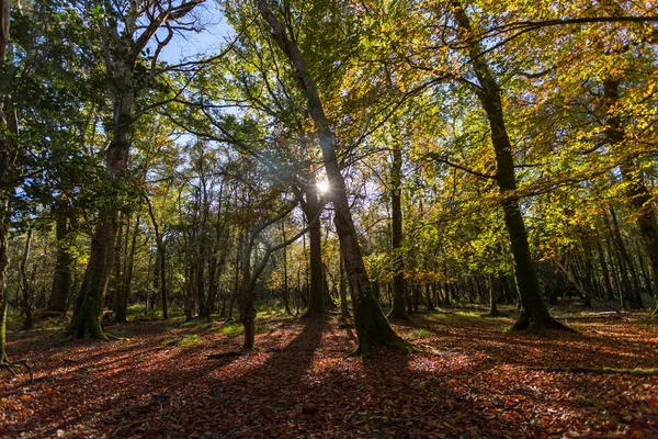 Sunlight Breaking Beautiful Autumn Scenic Forest — Stock Photo, Image