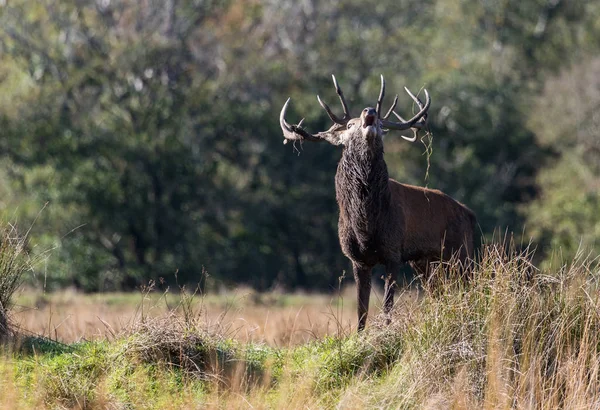 Veado Veado Vermelho Dominante Rugindo Prado Aberto Durante Outono Rutting — Fotografia de Stock