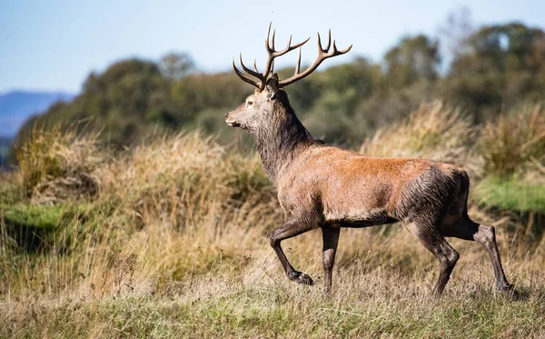 Kırmızı Geyik Geyik Runnning Otsu Çayır Sonbahar Killarney Milli Parkı — Stok fotoğraf