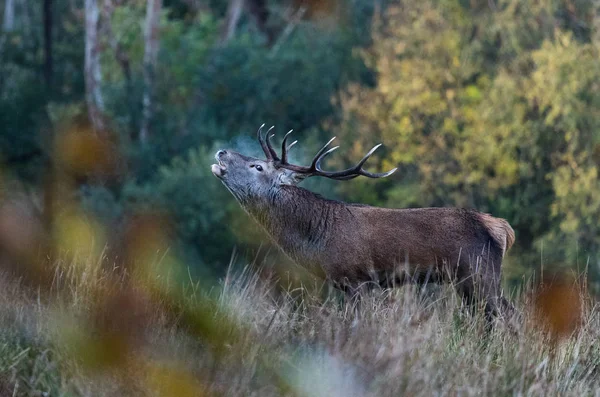 Dominujący Czerwony Jeleń Jelenia Ryk Rano Przed Rolnik Sezonie Jesień — Zdjęcie stockowe