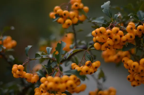 Sonbahar Turuncu Üvez Meyveleri — Stok fotoğraf