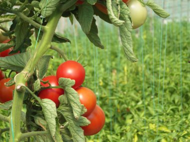 Bahçedeki kırmızı domatesler