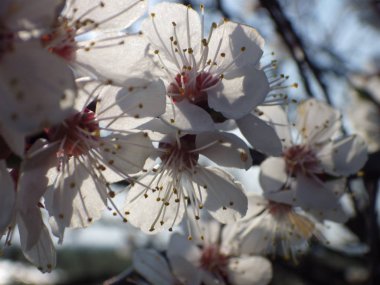 Baharda taze çiçekler