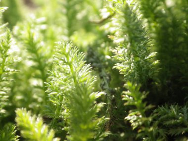 Baharda taze çiçekler 