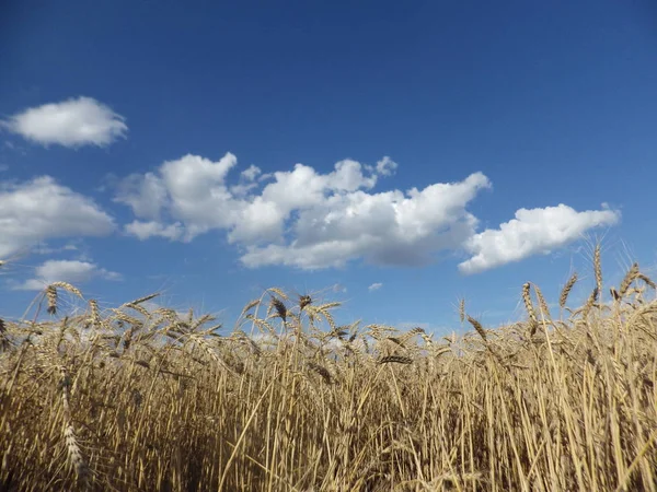 Wheat Field Blue Sky — Stock Photo, Image