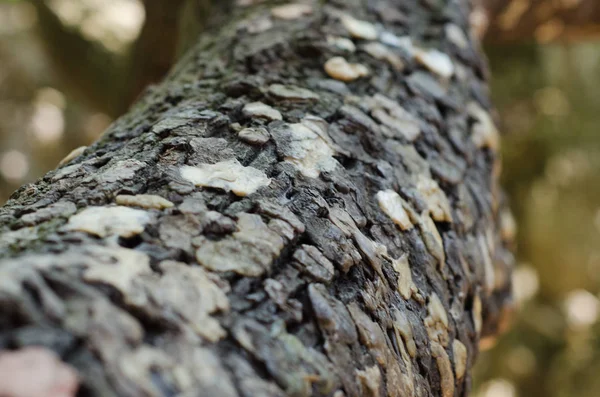 sakız ağacı üzerinde