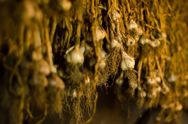 sarımsak yumuşak ışık