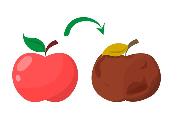 Złe zgniłe jabłko. Czerwone świeże owoce stają się złym wektorem izolowane — Wektor stockowy