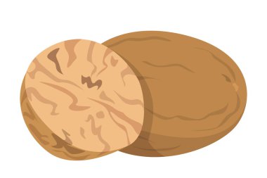Nutmeg vektörü izole edildi. Doğal organik malzeme, aromatik baharat. Sağlıklı baharatlı fındık. Geleneksel yemek çeşnisi.