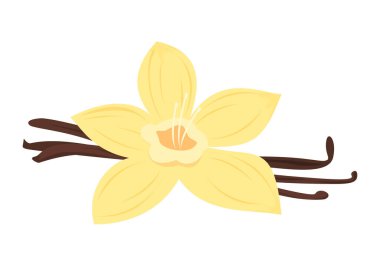 Vanilya çiçeği vektörü izole edildi. Doğal organik malzeme, lezzetli sopa. Sarı aromalı sos. Aromatik çiçek