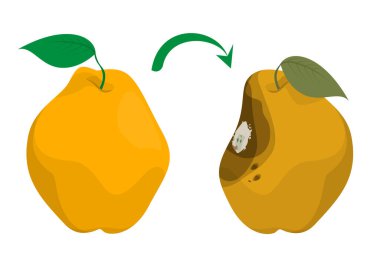 Taze ve lezzetli ayva çürük bir vektöre dönüşür. Sarı meyve, hasarlı ve çürük. Kabukta kalıp var..