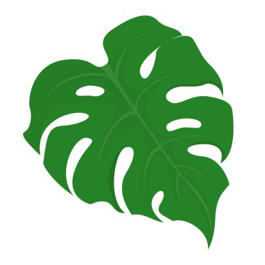 Yeşil canavar yaprağı vektörü izole edildi. Tropik bitki parçası, egzotik dekoratif element. Yeşil botanik çizimi.