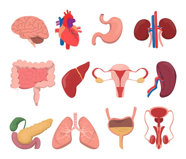 Vector Interno Órganos Humanos Aislado Conjunto Estómago Cerebro Hígado Riñón — Archivo Imágenes Vectoriales