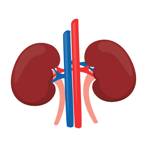 Menselijke Nieren Vector Geïsoleerd Intern Orgaan Wetenschaps Medisch Concept Gezonde — Stockvector