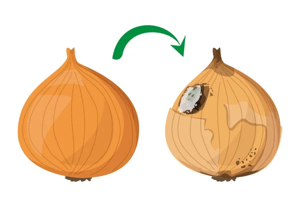 Oignon Frais Devient Vecteur Pourri Isolé Produit Naturel Biologique Aliments — Image vectorielle