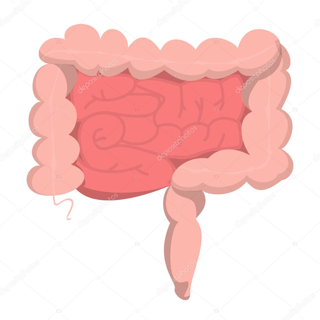 Human intestine vector isolated. Internal organ, digestive system. Health and medicine concept. Healthy organs.