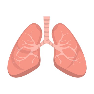İnsan ciğeri vektörü izole. Bilim ve tıp kavramı, iç organ. Solunum sisteminin bir parçası.