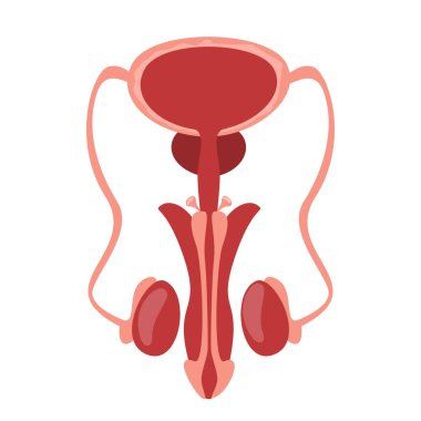 Male reproductive system vector isolated. Human internal organ, concept of anatomy science. Testicles and penis. Male genitals.