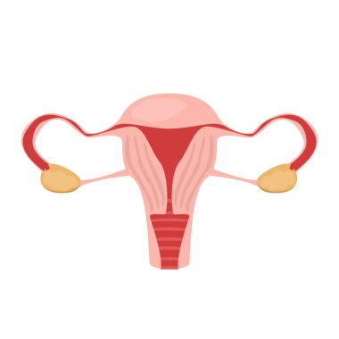 Rahim vektörü izole edildi. İç organ, insan anatomisi. Kadın üreme sistemi, tıbbi illüstrasyon. Sağlıklı kadın organı.