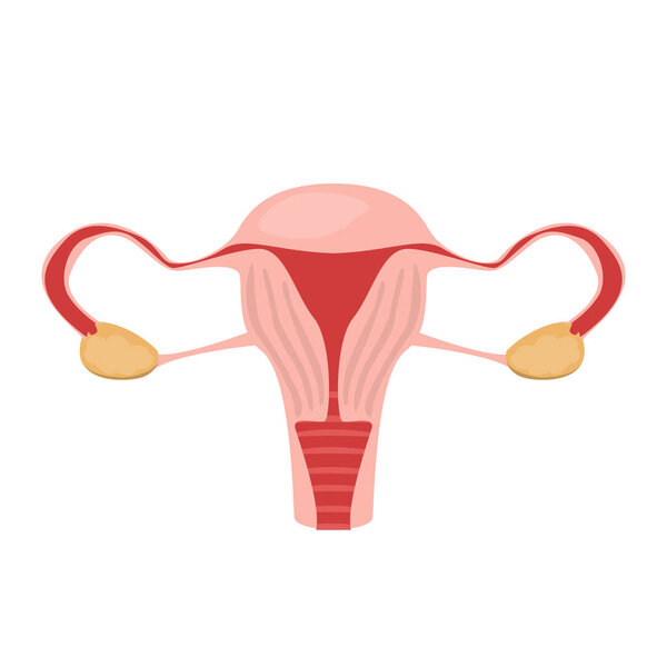 Вектор матки изолирован. Внутренний орган, человеческая анатомия. Женская репродуктивная система, медицинская иллюстрация. Здоровый женский орган.