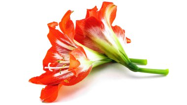 Kırmızı turuncu Hibiscus çiçek