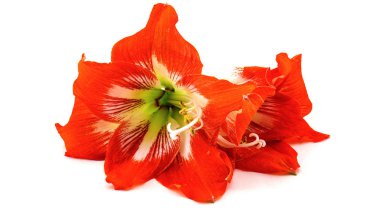 Kırmızı turuncu Hibiscus çiçek