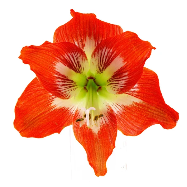 Red Orange Hibiscus Flower — Stock Photo, Image