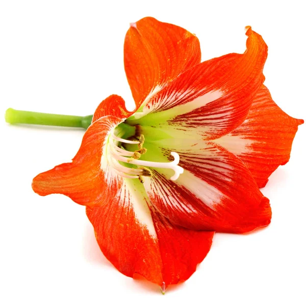 Bunga Kembang Sepatu Oranye Merah — Stok Foto