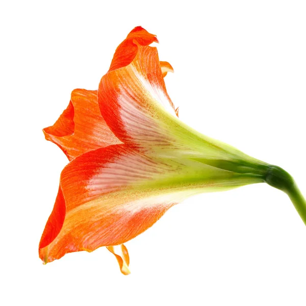 Flor Hibisco Rojo Naranja — Foto de Stock