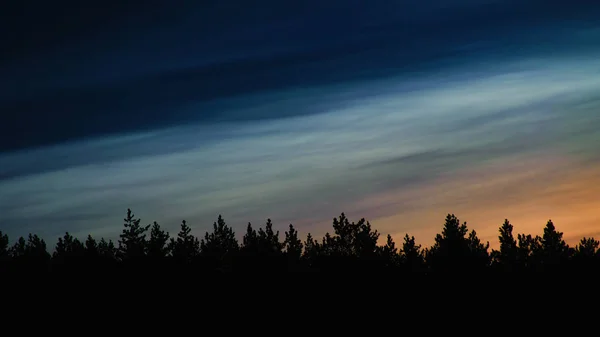 Silhouette Scura Una Pineta Notturna Sullo Sfondo Del Cielo — Foto Stock